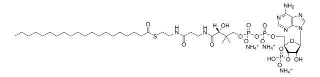 20:0 Coenzyme A Avanti Polar Lipids 870720P, powder