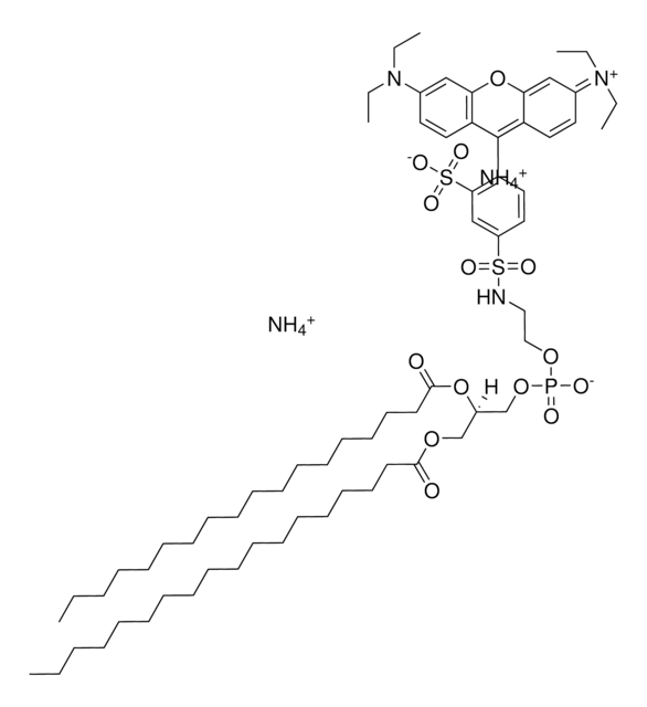 18:0 Liss Rhod PE Avanti Polar Lipids