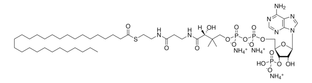 28:0 Coenzyme A Avanti Polar Lipids, powder