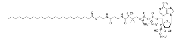 24:0 Coenzyme A Avanti Polar Lipids 870724P, powder