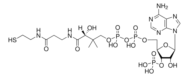 辅酶A（游离酸） Avanti Polar Lipids 870700P, powder