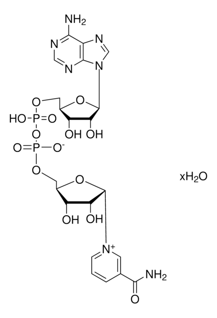 &#946;-烟酰胺腺嘌呤二核苷酸 水合物 &#8805;96.5% (HPLC), &#8805;96.5% (spectrophotometric assay), from yeast