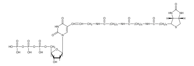 Biotin-16-dUTP