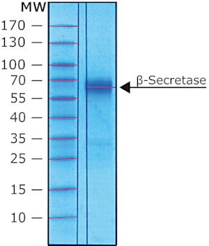 &#946;-分泌酶 人 recombinant, expressed in HEK 293 cells (C-terminal FLAG tagged), extracellular domain, &#8805;10,000&#160;units/mg protein, &#8805;90% (SDS-PAGE), buffered aqueous solution