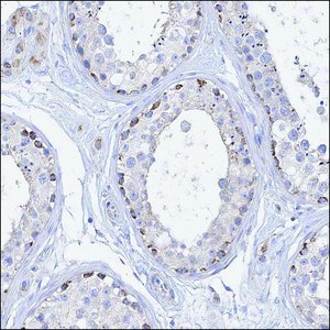 Anti-MERTK antibody produced in rabbit Prestige Antibodies&#174; Powered by Atlas Antibodies, affinity isolated antibody, buffered aqueous glycerol solution