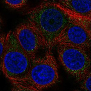 Anti-DCAF15 antibody produced in rabbit Prestige Antibodies&#174; Powered by Atlas Antibodies, affinity isolated antibody