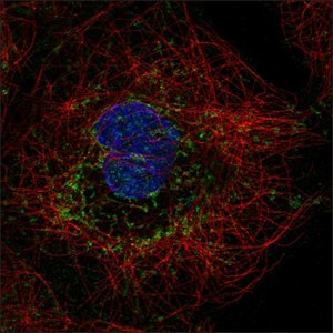 抗-SMDT1 兔抗 Prestige Antibodies&#174; Powered by Atlas Antibodies, affinity isolated antibody