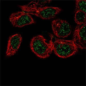 Anti-CAMSAP3 antibody produced in rabbit Prestige Antibodies&#174; Powered by Atlas Antibodies, affinity isolated antibody