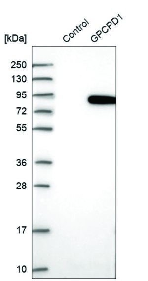 Anti-GPCPD1 antibody produced in rabbit Prestige Antibodies&#174; Powered by Atlas Antibodies, affinity isolated antibody, buffered aqueous glycerol solution