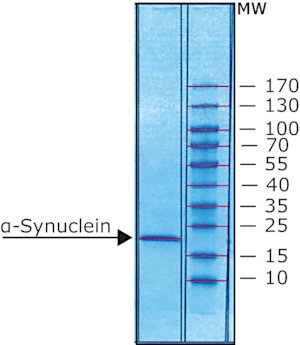 &#945;-突触核蛋白 人 recombinant, expressed in E. coli, N-terminal histidine tagged, &#8805;90% (SDS-PAGE), lyophilized powder